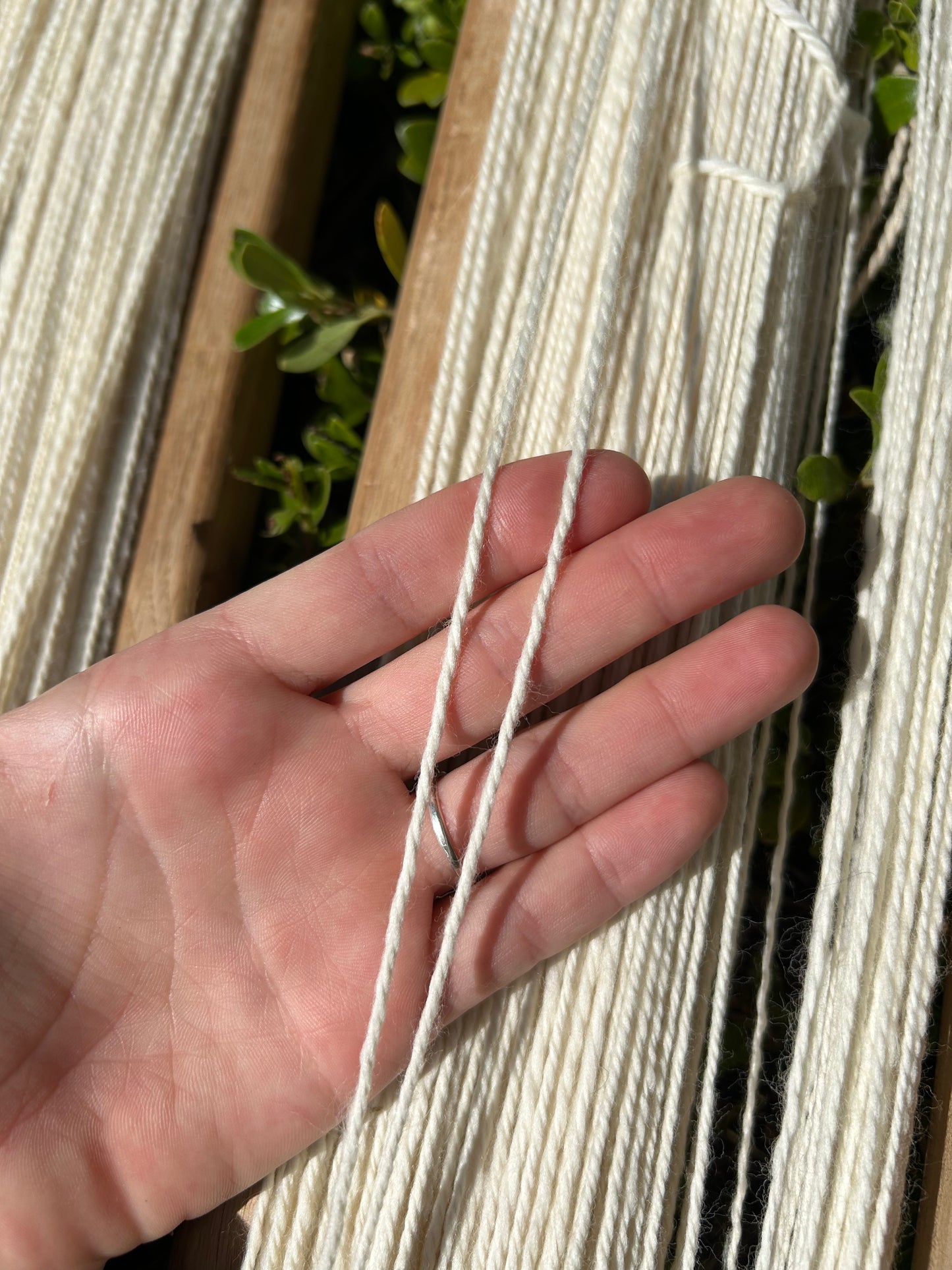3 ply undyed Rambouillet